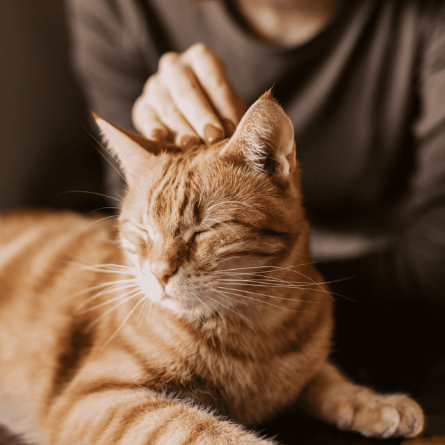 Cat Sitter Youre giving a cat a second chance