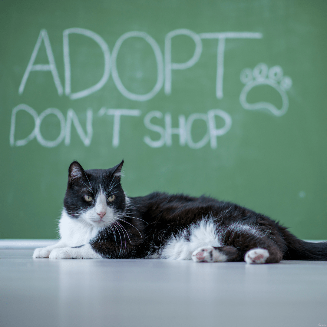 Adopting vs. Buying: Why Shelter Cats Need You