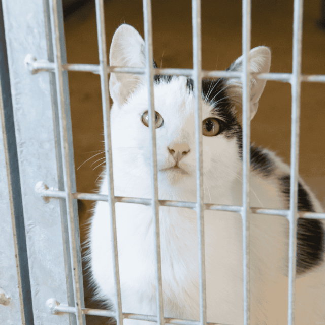 Cat in Cage Youre saving lives